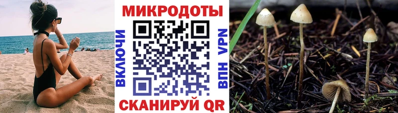 Псилоцибиновые грибы Cubensis  Дубовка 